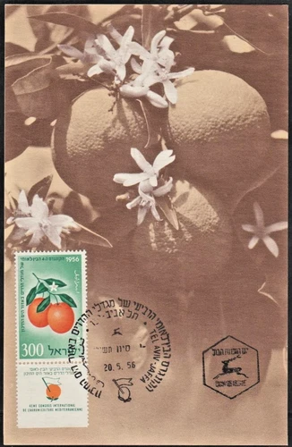ISRAEL - 1956 CITRUS GROWERS CONGRESS POSTAL CARD - ORANGES