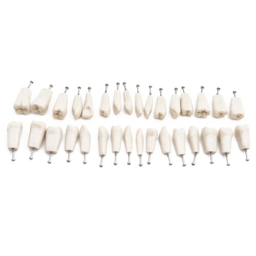 Dental Teaching Demonstration Model ADC Standard 32Screw-in Teeth Model Soft Gum - Picture 6 of 8
