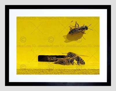 BIENKOLONIE BIVE GELB SCHWARZ RAHMEN GERAHMTER KUNSTDRUCK BILDHALTERUNG B12X9540