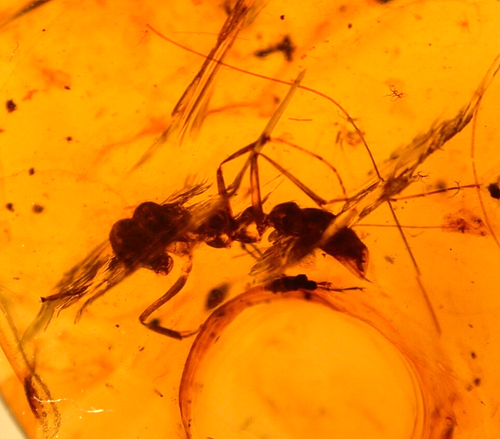 Hermosa hormiga obrera de patas largas en ámbar birmano birmano era de dinosaurios fósiles - Imagen 5 de 11