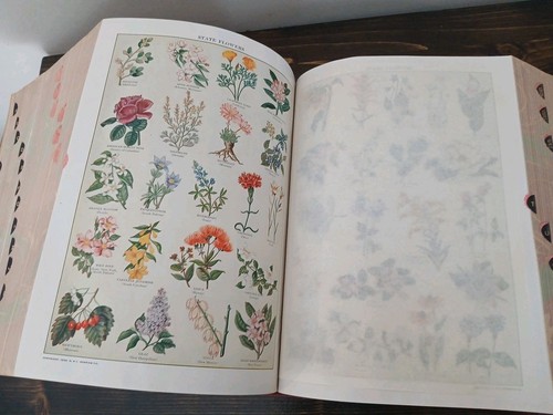 Websters New International Dictionary Second Edition 2nd Unabridged 1953 Merriam - Picture 7 of 11