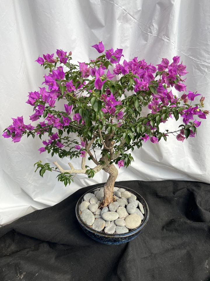 Beautiful Blooming Purple Old Live Bougainvillea Bonsai Tree Live Plant - Image 4 of 4
