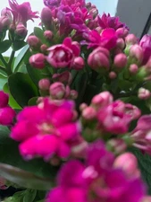 Rooted Hot Pink Kalanchoe Plants in pot balcony yard or outdoor