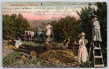 Victorian Girls in Dresses Hats Picking Lemons in California Postcard M Rieder