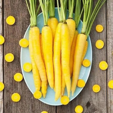 200 CARROT SEEDS ---- YELLOW ----- RARE