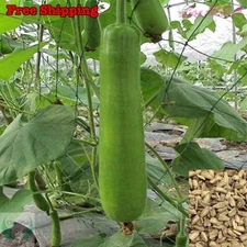 Bottle Gourd Seeds | Calabash Gourd, Gourds, Long Bottle Gourd Seeds | NON-GMO