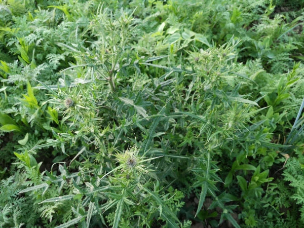 +5qm Unkrautmischung für den Garten Nachbarn Unkraut Samen Nachbarschaftsstreit - Bild 2 von 3