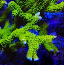 -CC- Live coral Ultra Green Montipora digitata SPS Coral Fast Growing 1-2” Frag