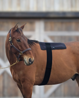 GlowLine Red / Near-Infrared Light Therapy Large Back Pad for Horses, 19x21 inch
