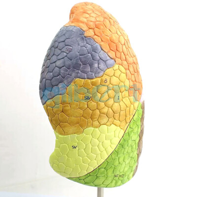PVC Human 2 Parts Colored Lung Segment Model Medical Anatomical School #T5