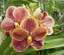 Ascocenda Kultana Orose × Thai Ruby – Compact Vanda-Type Orchid – Vibrant Hybrid
