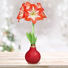 Garden State Bulb Minerva Waxed Amaryllis Flower Bulb, 30/32cm, Red Wax