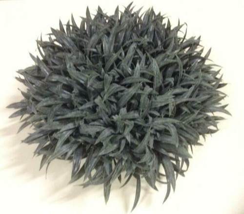 20000 Emerald Zoysia Grass Seeds – Zenith Lawn Grass Seeds For Durable, Low-Water Turf