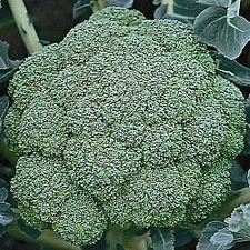 Broccoli Arcadia    500 seeds