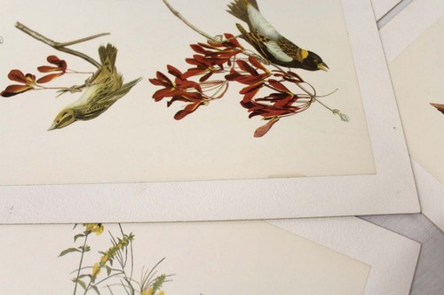 Set of 5 Vintage Audubon Folio Great Birds of America Litho Prints 9" x 12" - Picture 13 of 19