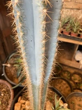 12" Pilosocereus cactus cutting, Chunky