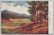 State View~Pine Tree Scenery~Manitou Park CO~Leslie J Skelton~Vintage Postcard