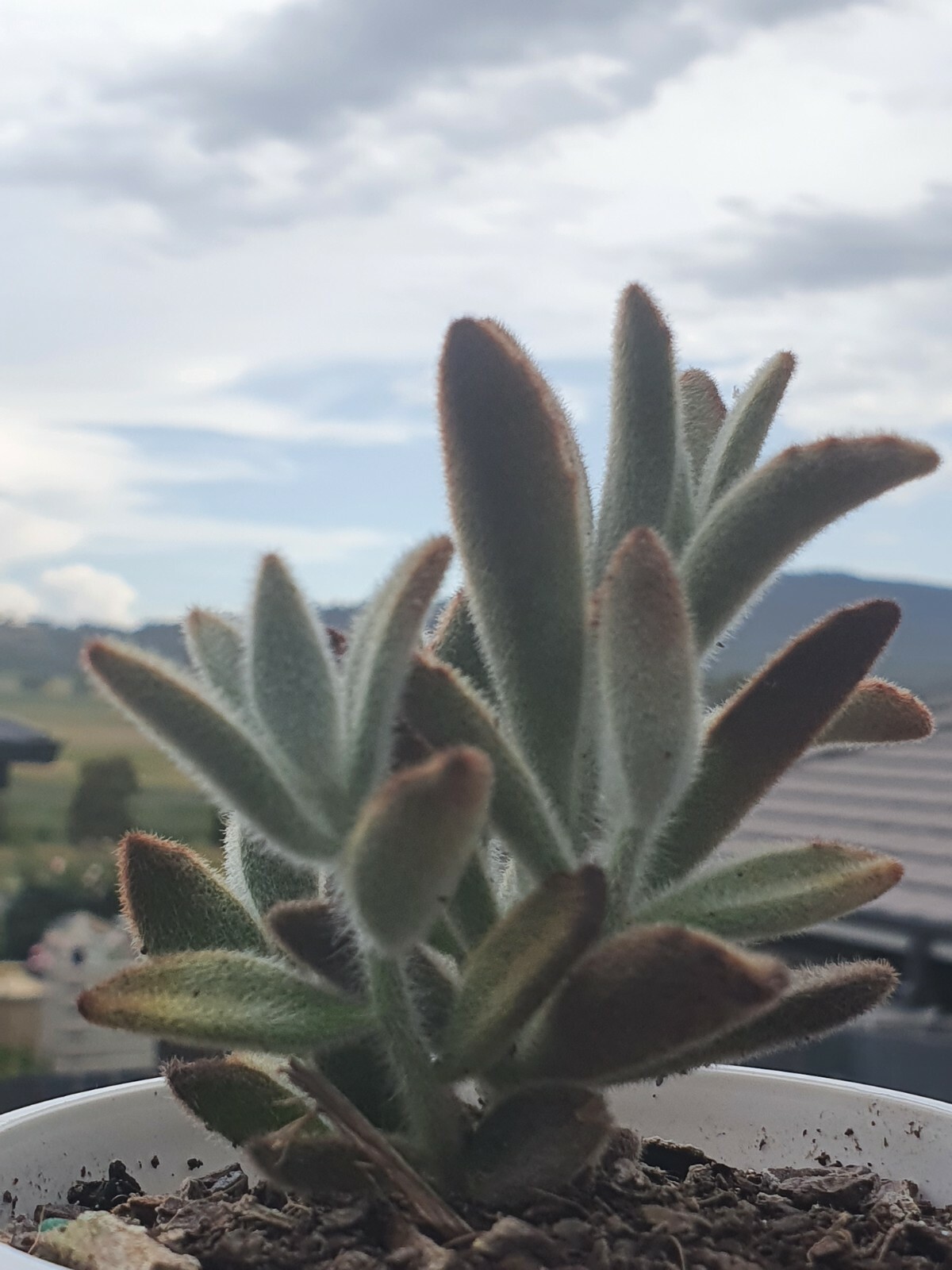 Picture 9 of 10