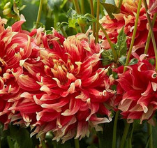 1 BODACIOUS Giant Dinner Plate Dahlia Flower Bulb Tuber Cluster LARGE PERENNIAL