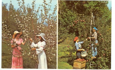 CAMPTON,NEW HAMPSHIRE-BLOSSOM TIME/PICKING TIME-2VIEWS-#37423D-(NH-CMISC*)