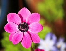 20 Anemone Coronaria PINK Bulbs Spring Flowering Garden Hardy Perennial