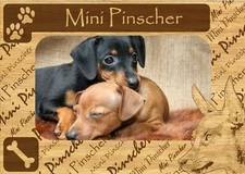Mini Pinscher w Paws Engraved Wood Picture Frame Magnet