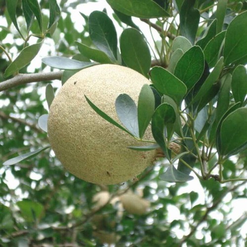 DRIED Organic Wood Apple (Limonia Acidissima) Leaf powder 100g Ceylon Natural - Picture 8 of 10