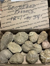 12-KENTUCKY GEODIZED FOSSILS. NICE ONES. 1” TO 3 1/4”.