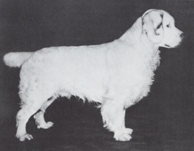 * Clumber Spaniel - CUSTOM MATTED - Dog Art ''Photo Print'' - 1964