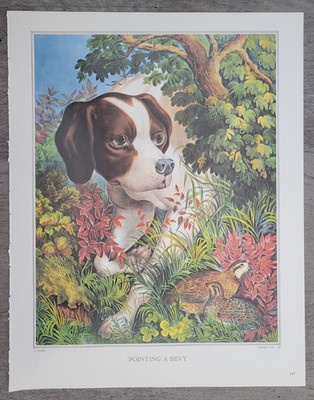 HUNTING DOG PORTRAIT SEEKING THE BIRD POINTING A BEVY Currier Ives 15X12'' Print