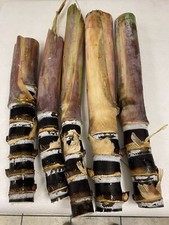 RARE PURPLE SUGARCANE READY TO PLANT HEIRLOOM FRESH CUT READY TO SHIP FLORIDA