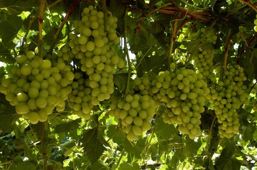 5+ Cutting Cotton Candy Grape Stem (Vitis vinifera) Fresh Cut - Picture 5 of 11