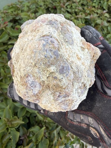 Uncut Thunderegg, Hauser Geode Beds. CA , 2 Lbs, 13.5 Ozs., Lapidary