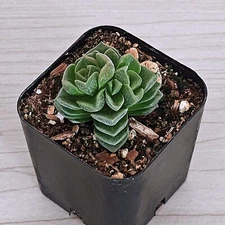 Succulent Plant - Crassula Dorothy - Live Plants In 2" Pot