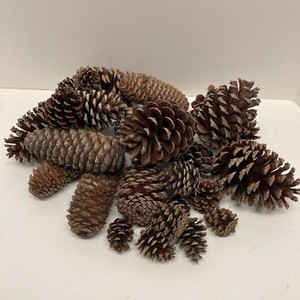Mixed LOT of 25 Norway Spruce AND Pine Cones 1" to 6” Christmas Deco or Crafts