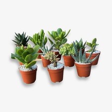 Set 10 piante grasse Vere Vaso Ø5,5 o Ø6,5 Bomboniere