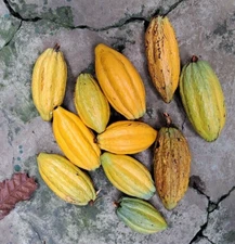 Yellow Cocoa Seedss 40 pcs Clone Kuning (Theobroma cacao) Cacao Chocolate Bean
