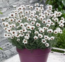 Rhodanthemum 'Casablanca' - Hardy Garden Shrub in 2 litre pot