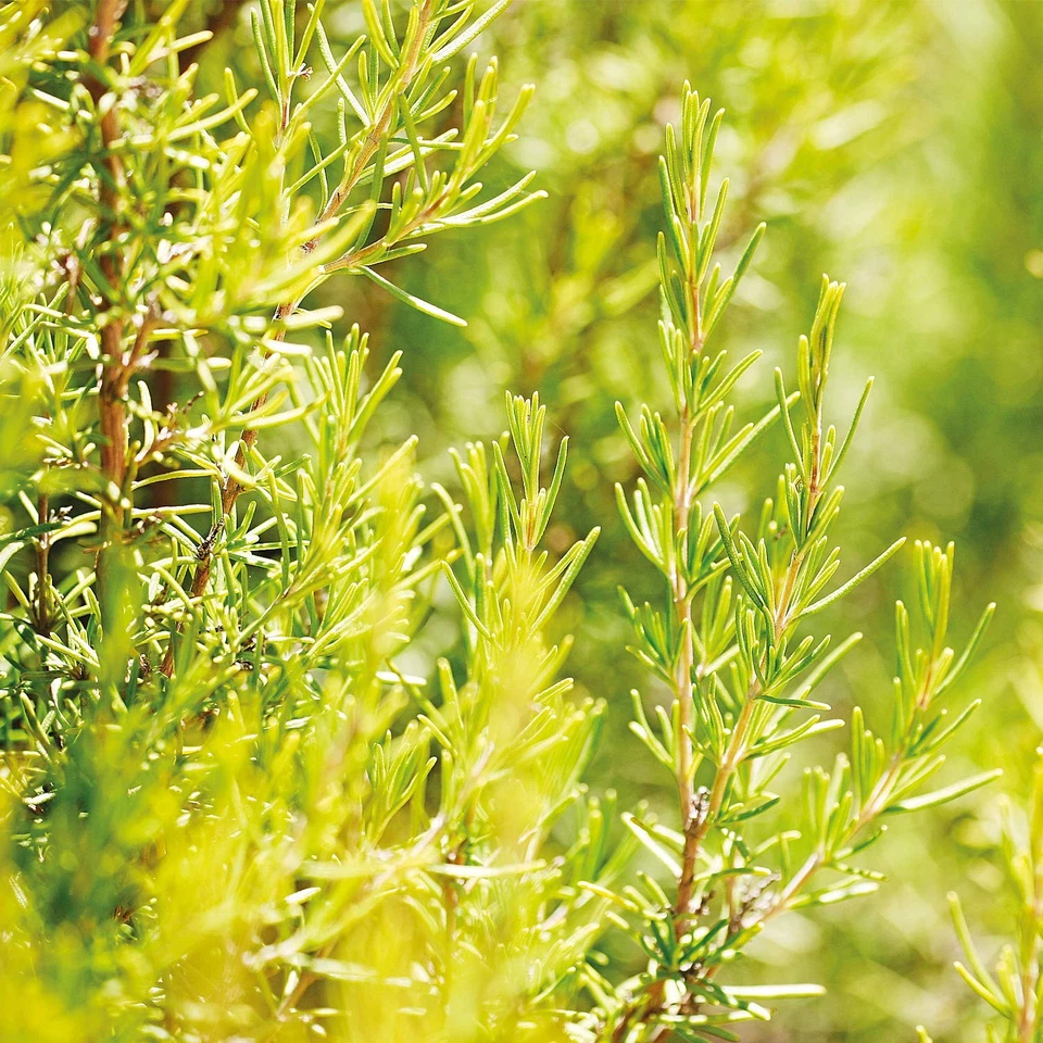 Tónico capilar revitalizante romero Weleda Weleda 100 ml Foto 4 de 4