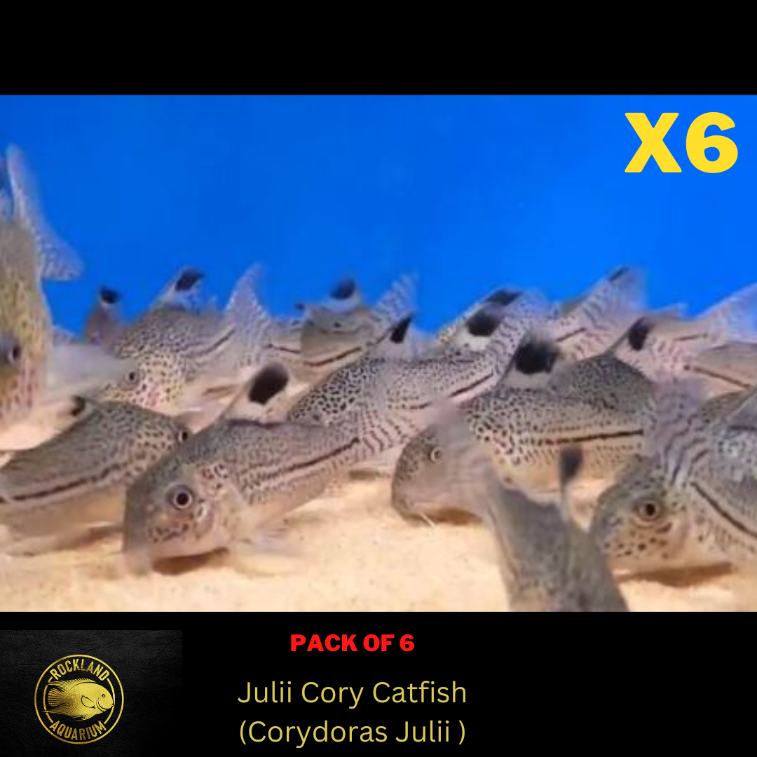 6x Julii Cory Corydoras Julii Catfish Live Fish (.75" 1") eBay