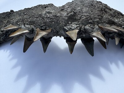 Fossilized Great White Shark Carcharodon Carcharias Teeth In