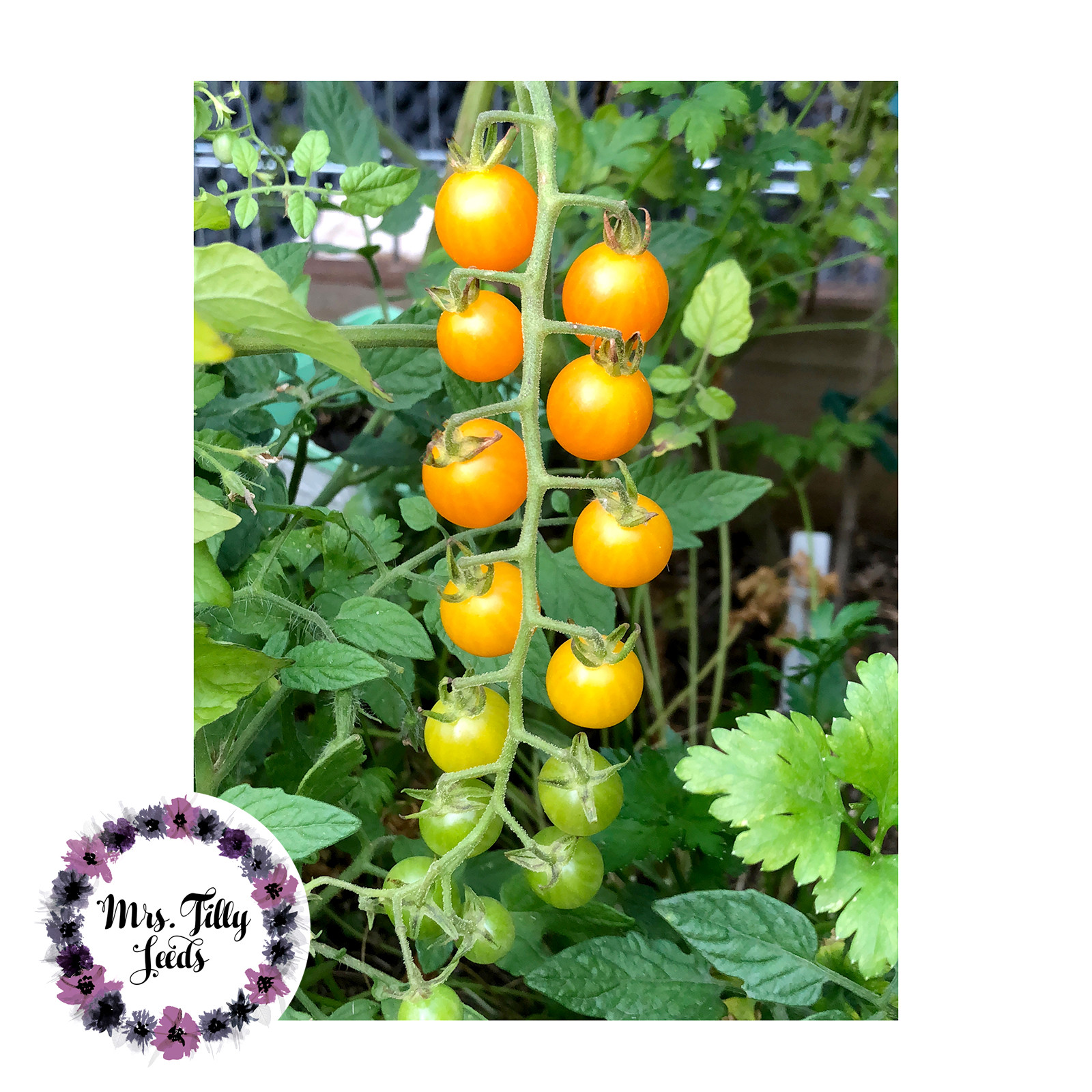 Gelbe Johannisbeere Tomatensamen Saatgut 10 Samen Tomate süss robust