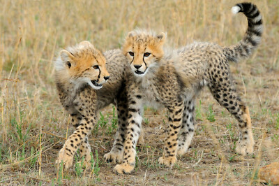 3 -D - Ansichtskarte: Geparden - Junge - Cheetah youngsters, Kenia