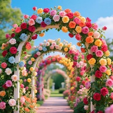 600 Mix Climbing Rose Seeds for Planting Outdoors Ornamental Vine Rosas Bush...