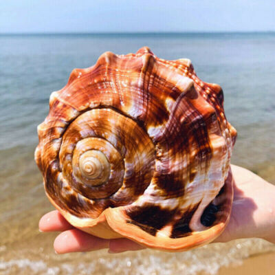 Natural Bull's Mouth Helmet Conch Shell Sea Snail Coral Fish Tank Decor Ornament