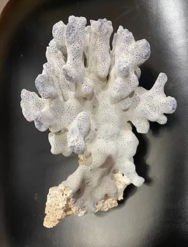 Piece of authentic Blue Coral 7" x 9"