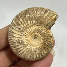 45g Limonite & Hematite pseudomorph after Marcasite - Prophecy Stone