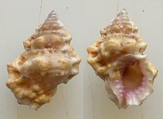 Conchiglia Shell : lampasopsis thomae