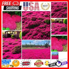 20000+ Red Creeping Thyme Seeds Ground Cover Plant Seeds Perennial- Non-Gmo Heir