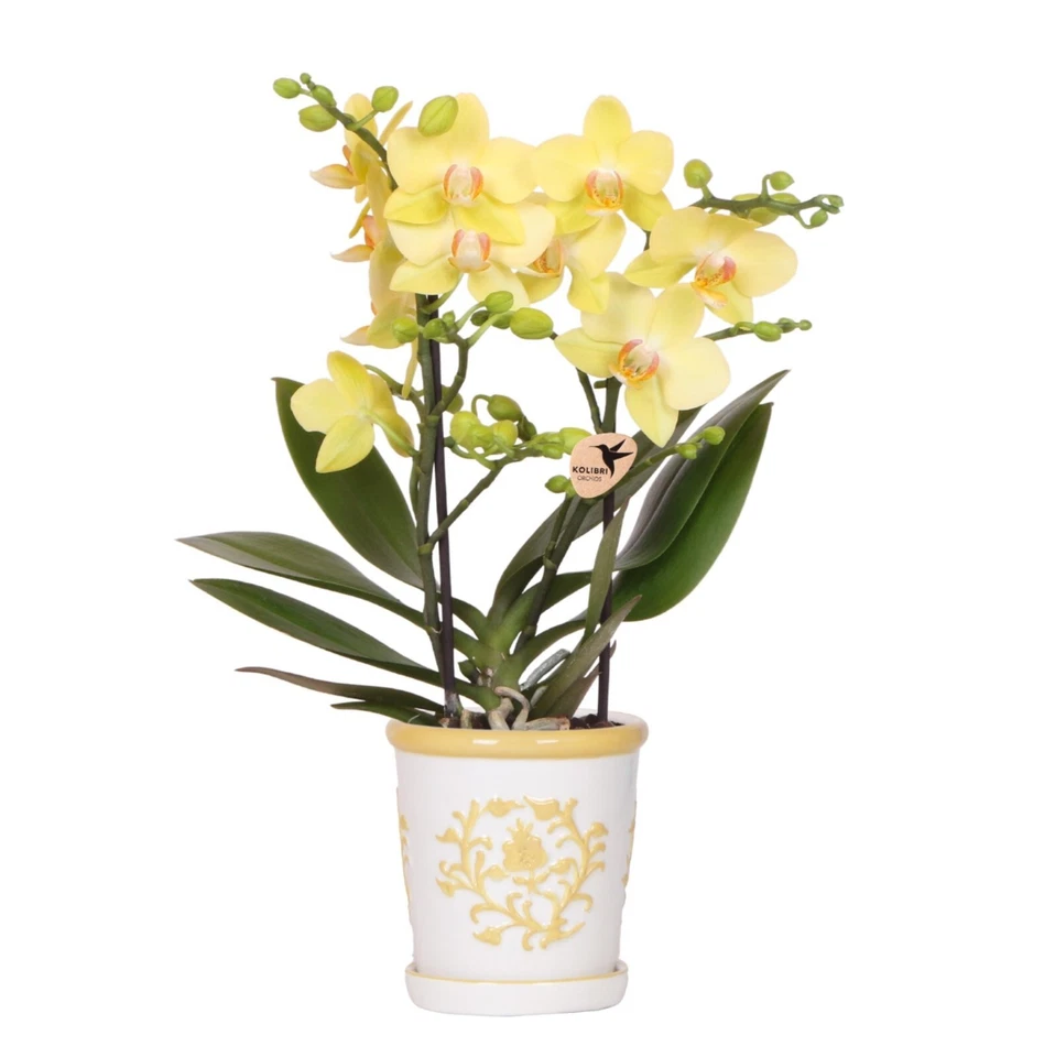 Orquídea Phalaenopsis Albenga Amarilla – con/sin maceta decorativa - Imagen 1 de 4